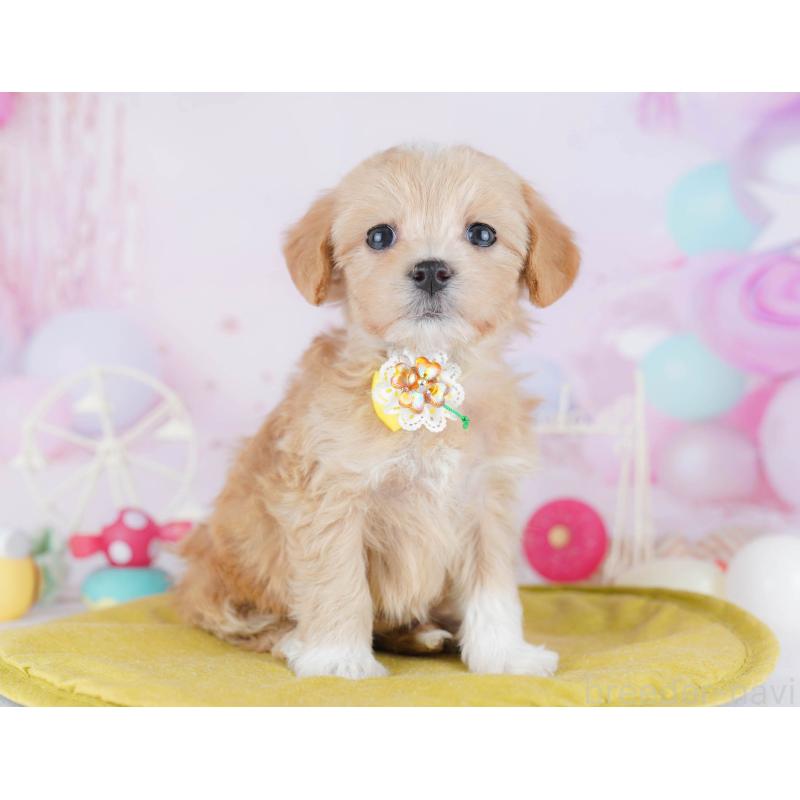 販売中の千葉県のマルプー:マルチーズ×トイプードル-441211の6枚目