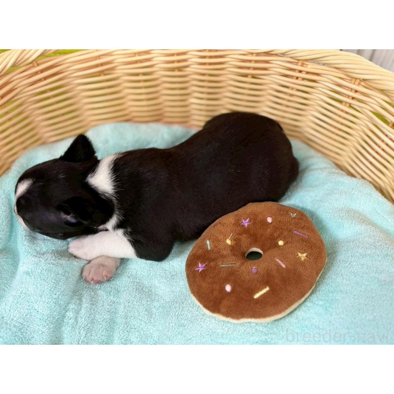 販売中の鹿児島県のボストンテリア-440979の3枚目