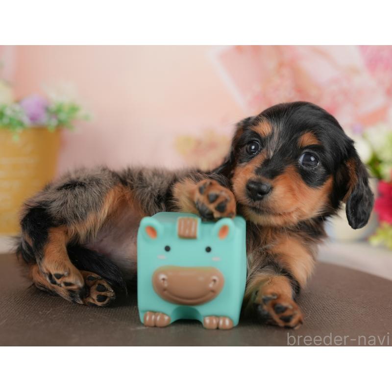 販売中の群馬県のミニチュアダックスフンド(ロングヘアード)-441114の4枚目