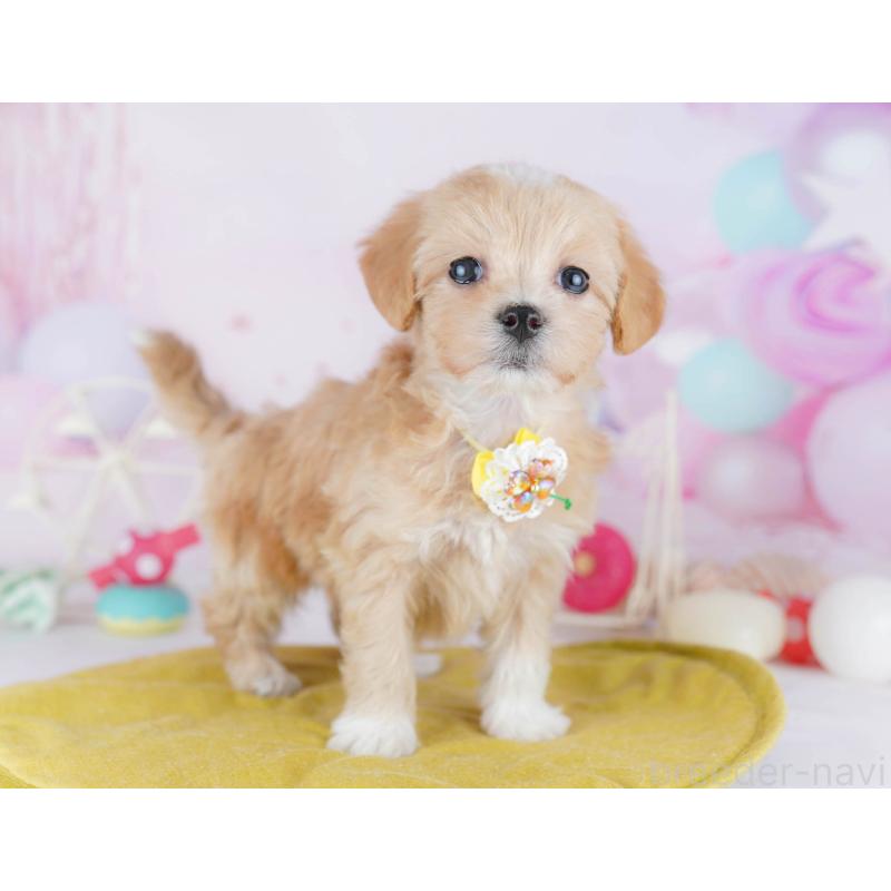 販売中の千葉県のマルプー:マルチーズ×トイプードル-441211の5枚目