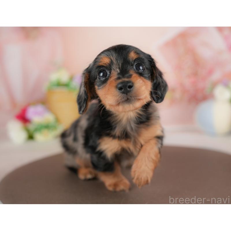 販売中の群馬県のミニチュアダックスフンド(ロングヘアード)-441114の3枚目