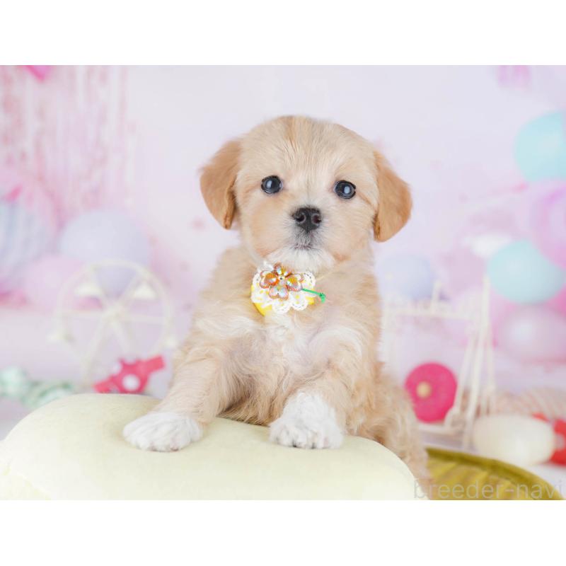 販売中の千葉県のマルプー:マルチーズ×トイプードル-441211の4枚目