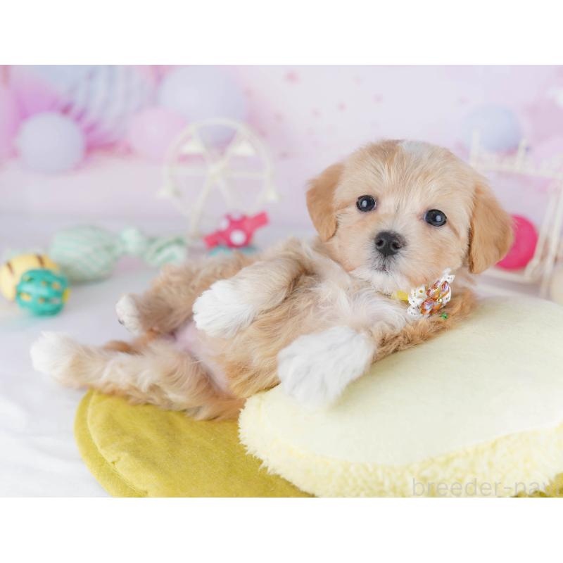 販売中の千葉県のマルプー:マルチーズ×トイプードル-441211の3枚目