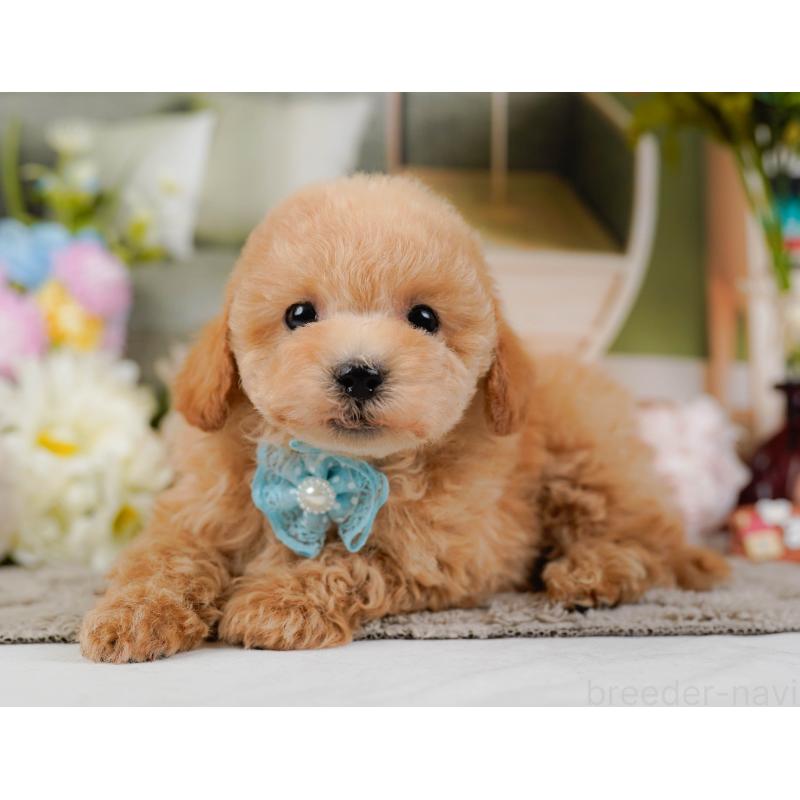 販売中の神奈川県のタイニープードル-441139の8枚目