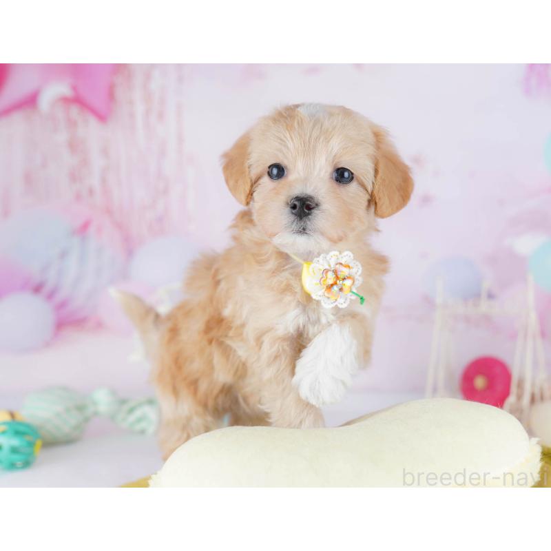 販売中の千葉県のマルプー:マルチーズ×トイプードル-441211の2枚目