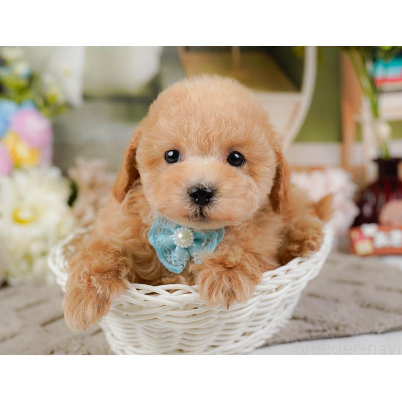 販売中の神奈川県のタイニープードル-441139の7枚目