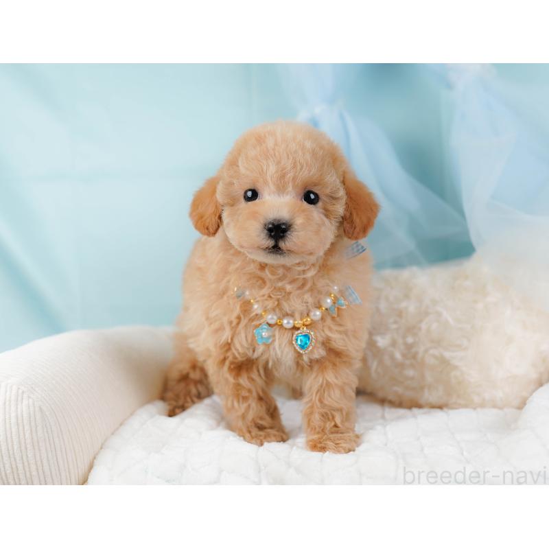 販売中の神奈川県のタイニープードル-441139の6枚目