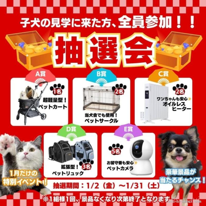 販売中の埼玉県のトイプードル-441277の15枚目