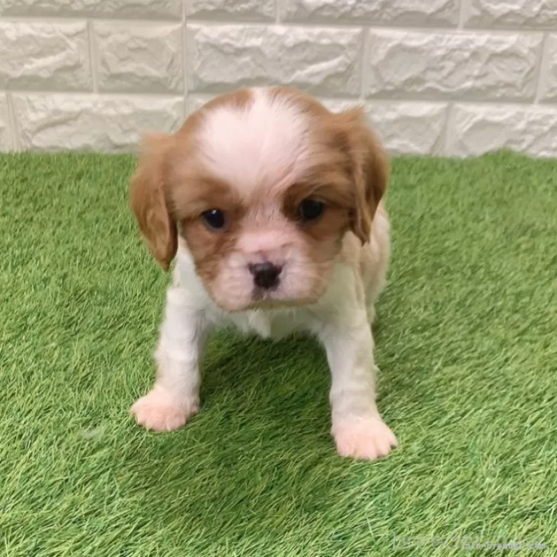 販売中の愛知県のキャバリアキングチャールズスパニエル-439920