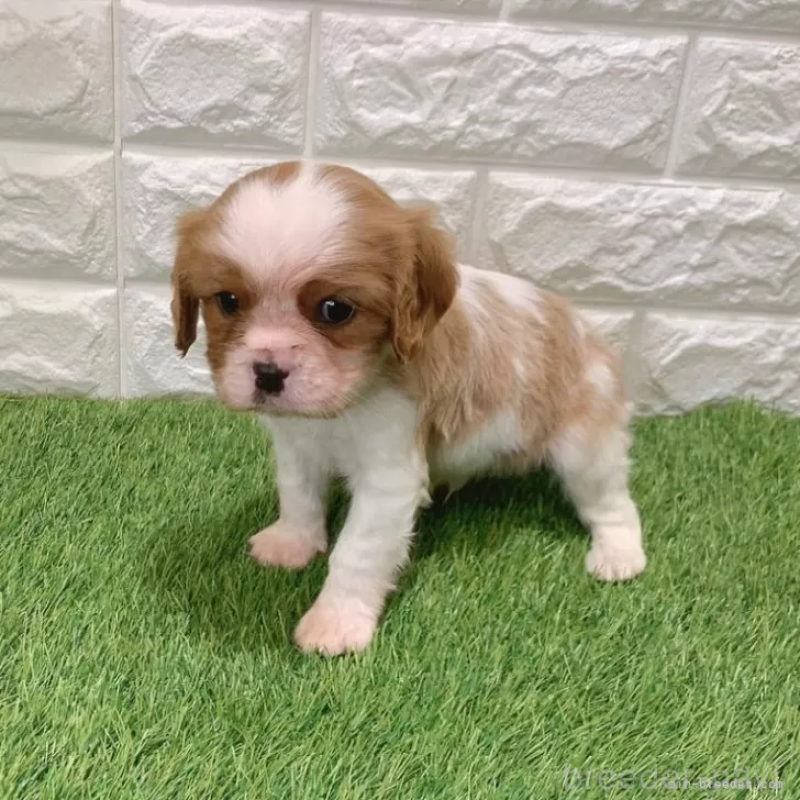販売中の愛知県のキャバリアキングチャールズスパニエル-439920の5枚目