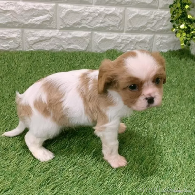 販売中の愛知県のキャバリアキングチャールズスパニエル-439920の4枚目