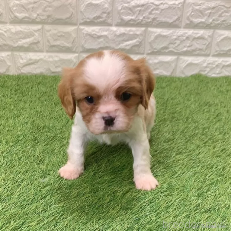 販売中の愛知県のキャバリアキングチャールズスパニエル-439920の3枚目