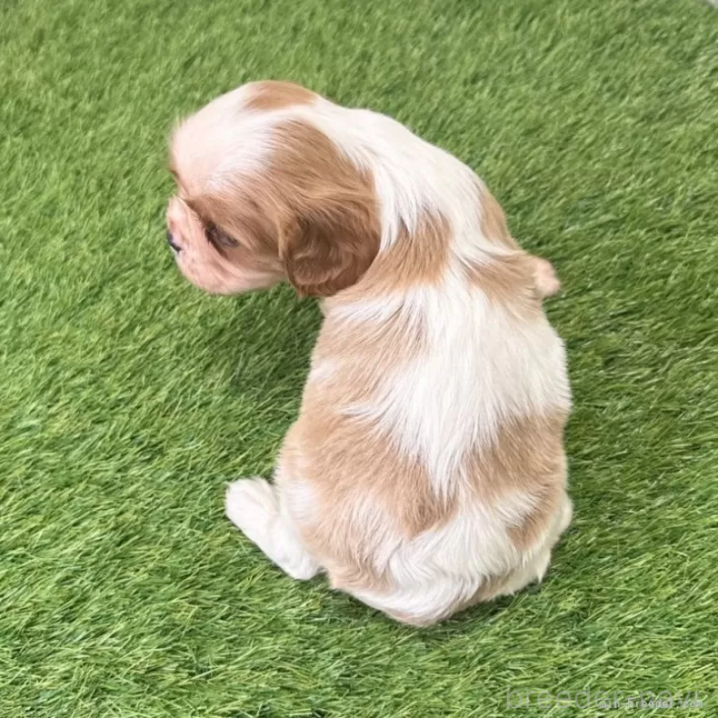 販売中の愛知県のキャバリアキングチャールズスパニエル-439920の2枚目