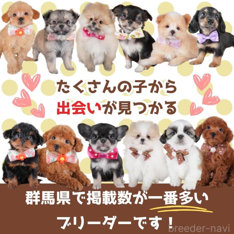 販売中の群馬県のミニチュアダックスフンド(ロングヘアード)-441113の16枚目