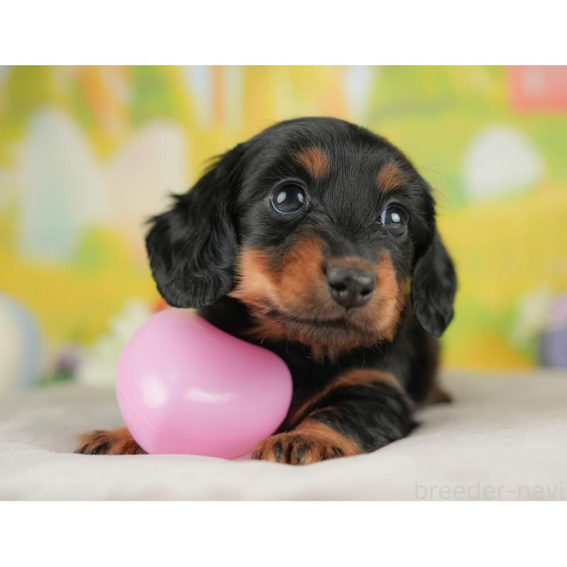 販売中の群馬県のミニチュアダックスフンド(ロングヘアード)-441113の8枚目