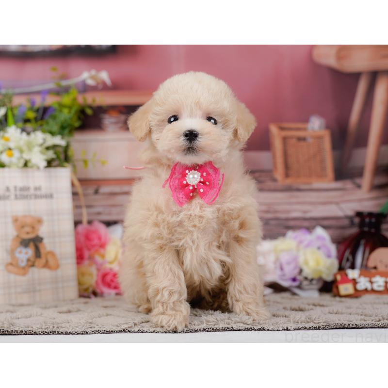 販売中の神奈川県のタイニープードル-441140の13枚目