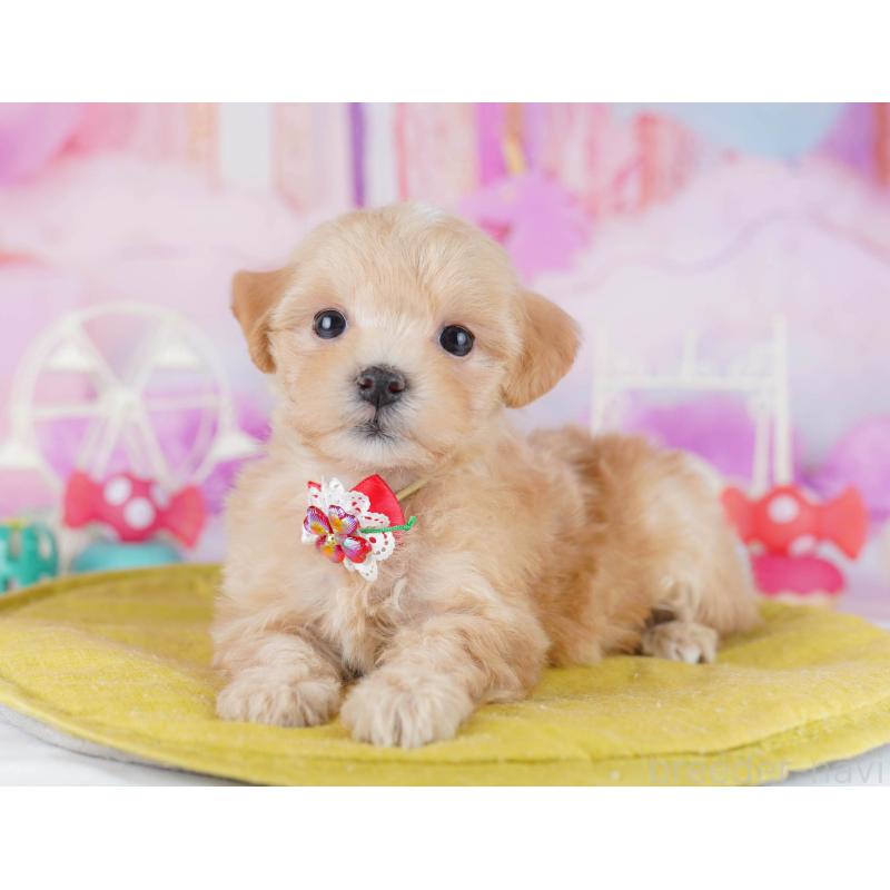 販売中の千葉県のマルプー:マルチーズ×トイプードル-441209の9枚目