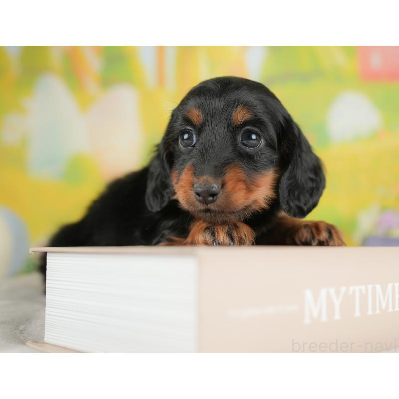 販売中の群馬県のミニチュアダックスフンド(ロングヘアード)-441113の5枚目