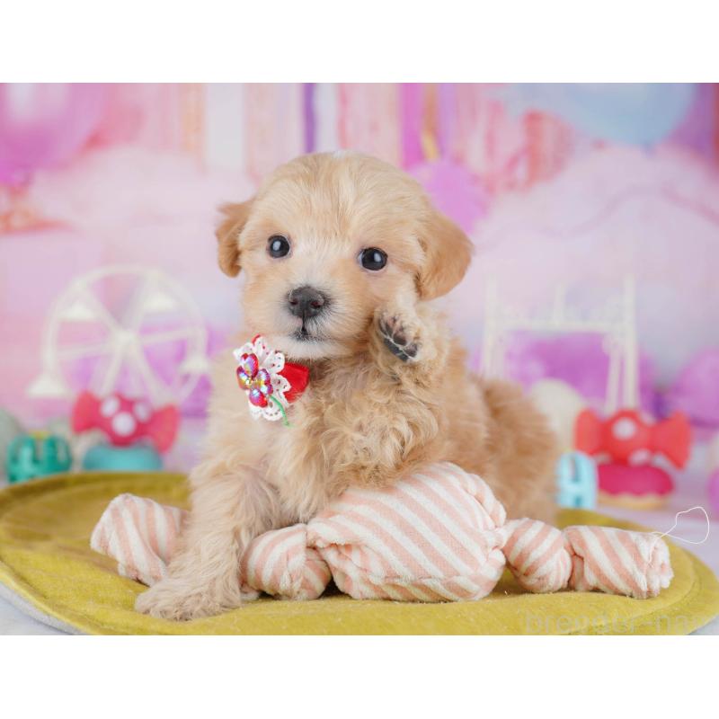 販売中の千葉県のマルプー:マルチーズ×トイプードル-441209の8枚目