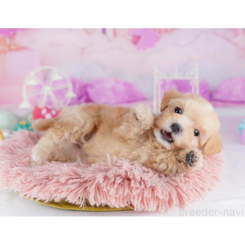 販売中の千葉県のマルプー:マルチーズ×トイプードル-441209の7枚目