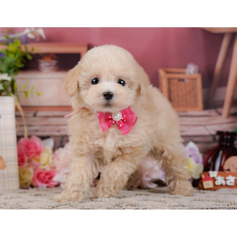 販売中の神奈川県のタイニープードル-441140の10枚目