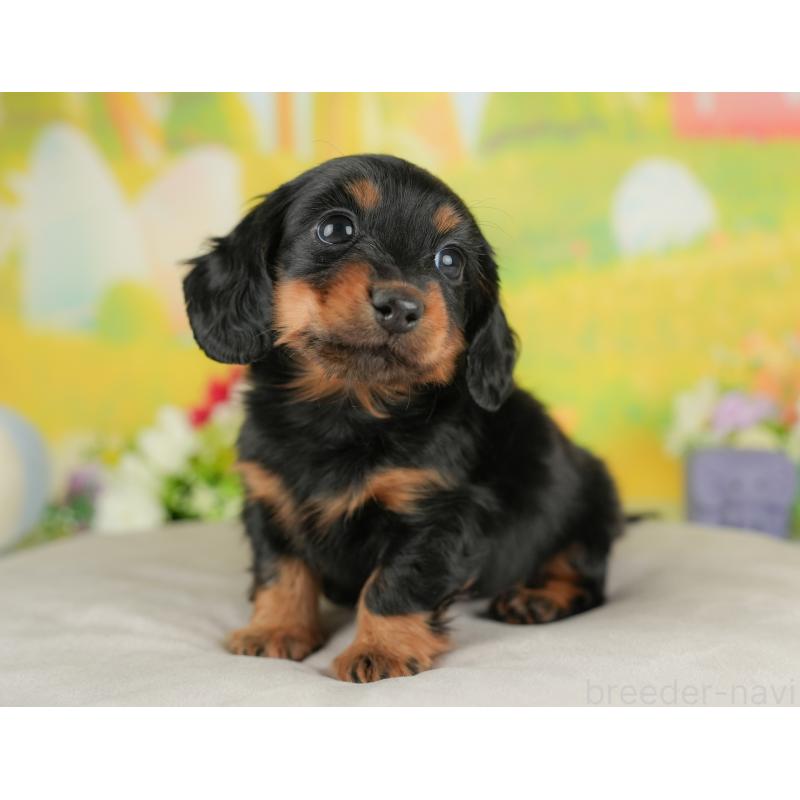 販売中の群馬県のミニチュアダックスフンド(ロングヘアード)-441113の4枚目