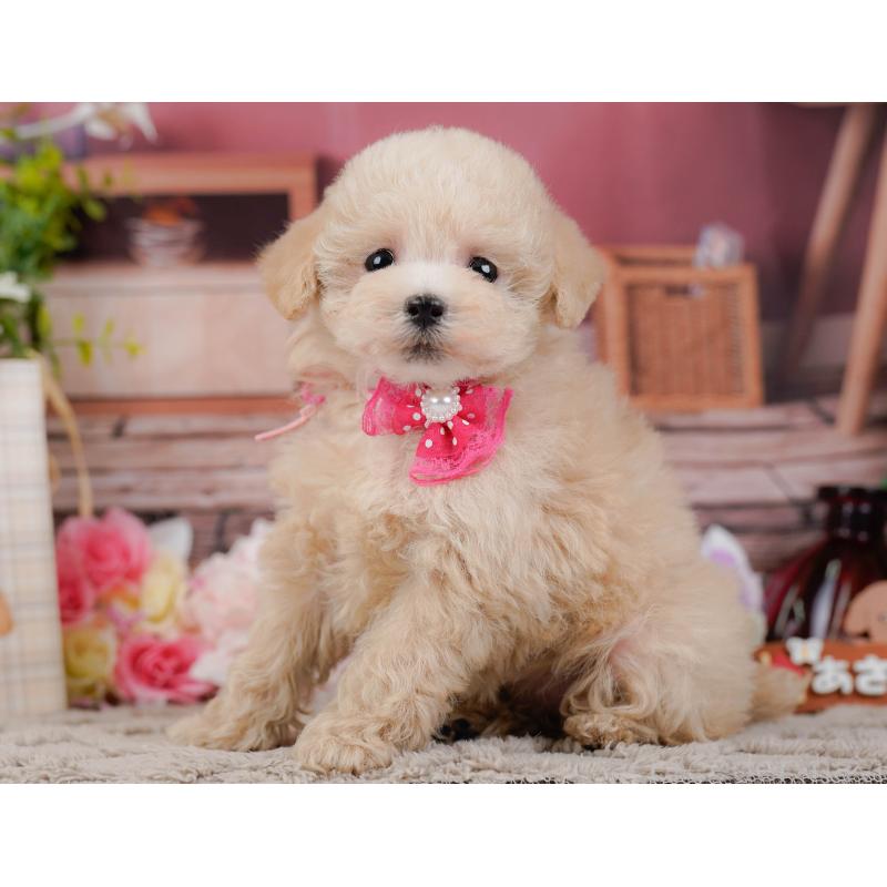 販売中の神奈川県のタイニープードル-441140の9枚目