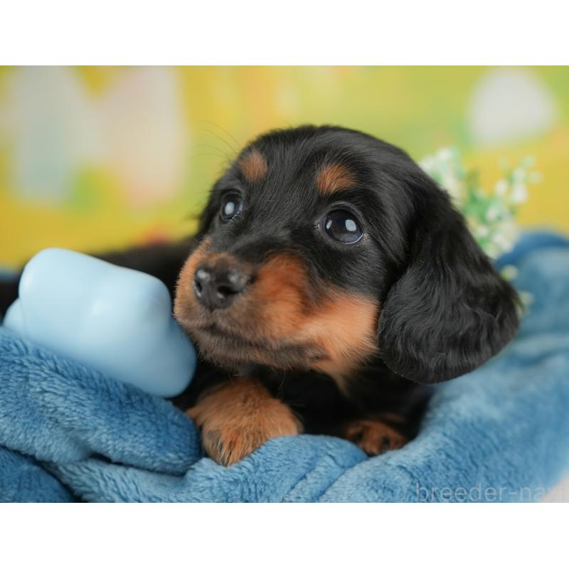 販売中の群馬県のミニチュアダックスフンド(ロングヘアード)-441113の3枚目