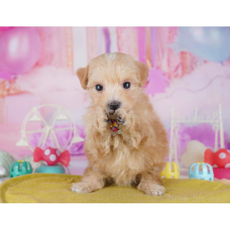 販売中の千葉県のマルプー:マルチーズ×トイプードル-441209の5枚目