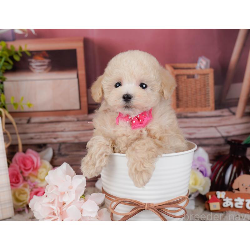 販売中の神奈川県のタイニープードル-441140の8枚目