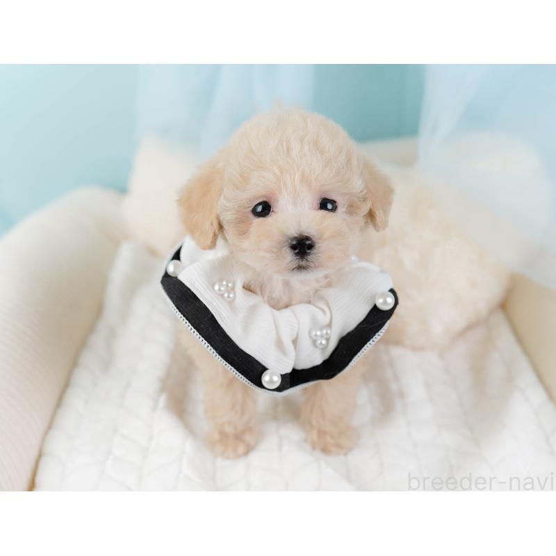 販売中の神奈川県のタイニープードル-441140の6枚目