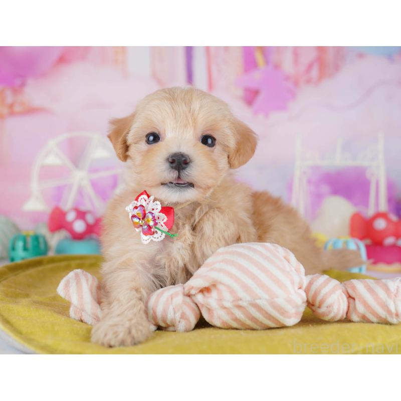 販売中の千葉県のマルプー:マルチーズ×トイプードル-441209の2枚目