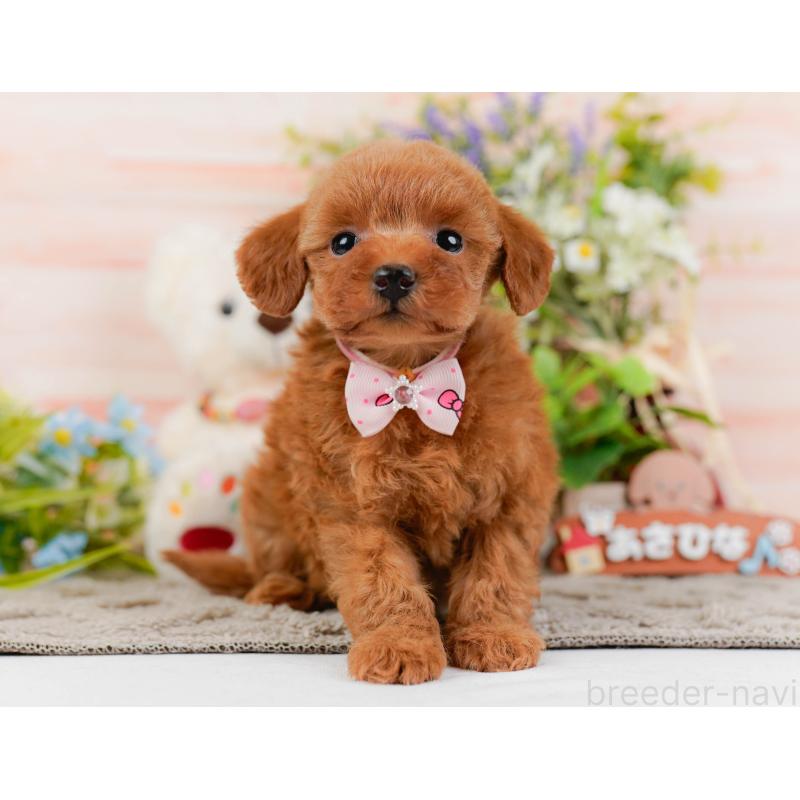 販売中の神奈川県のトイプードル-441135の13枚目