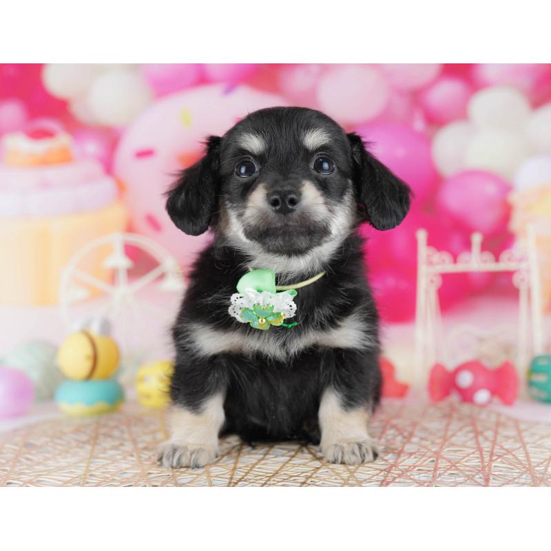 販売中の千葉県のチワックス:チワワ×ミニチュアダックスフンド-441208の1枚目