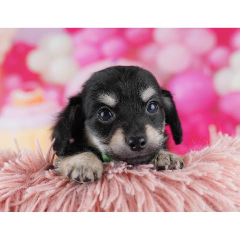 販売中の千葉県のチワックス:チワワ×ミニチュアダックスフンド-441208の11枚目