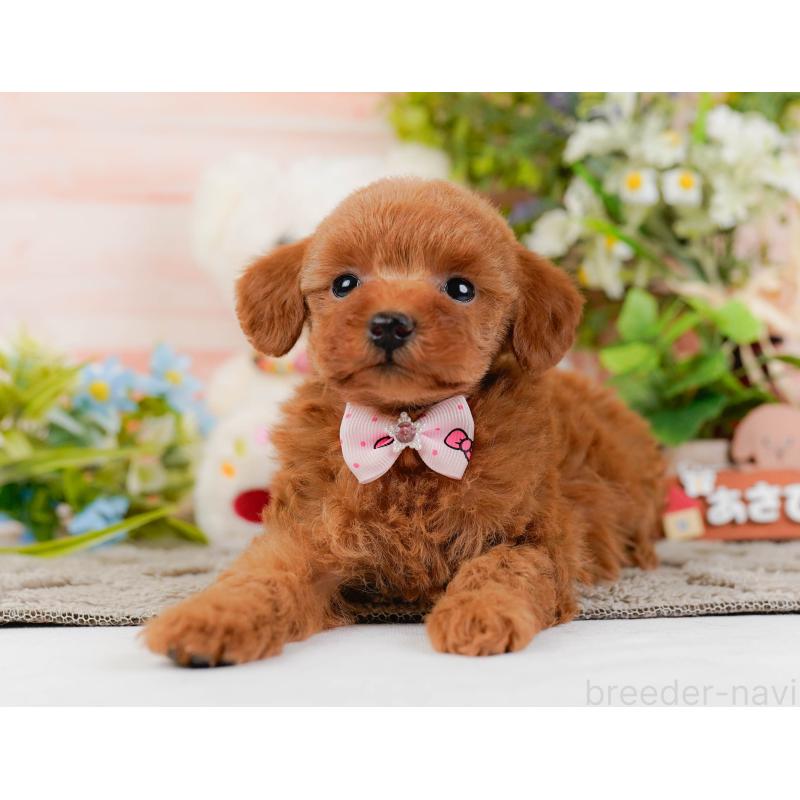 販売中の神奈川県のトイプードル-441135の12枚目