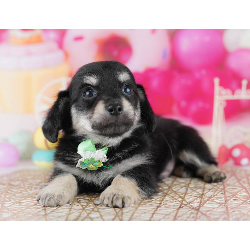 販売中の千葉県のチワックス:チワワ×ミニチュアダックスフンド-441208の10枚目