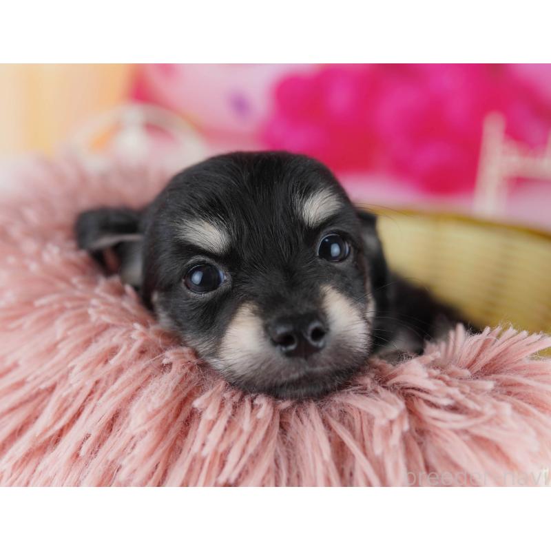 販売中の千葉県のチワックス:チワワ×ミニチュアダックスフンド-441208の9枚目