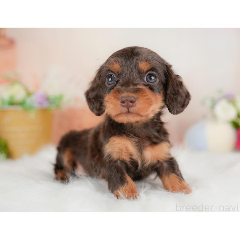 販売中の群馬県のミニチュアダックスフンド(ロングヘアード)-441112の6枚目