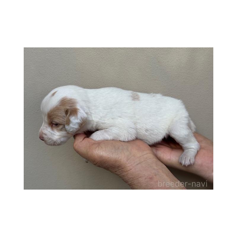 販売中の滋賀県のブリタニースパニエル-440980の4枚目