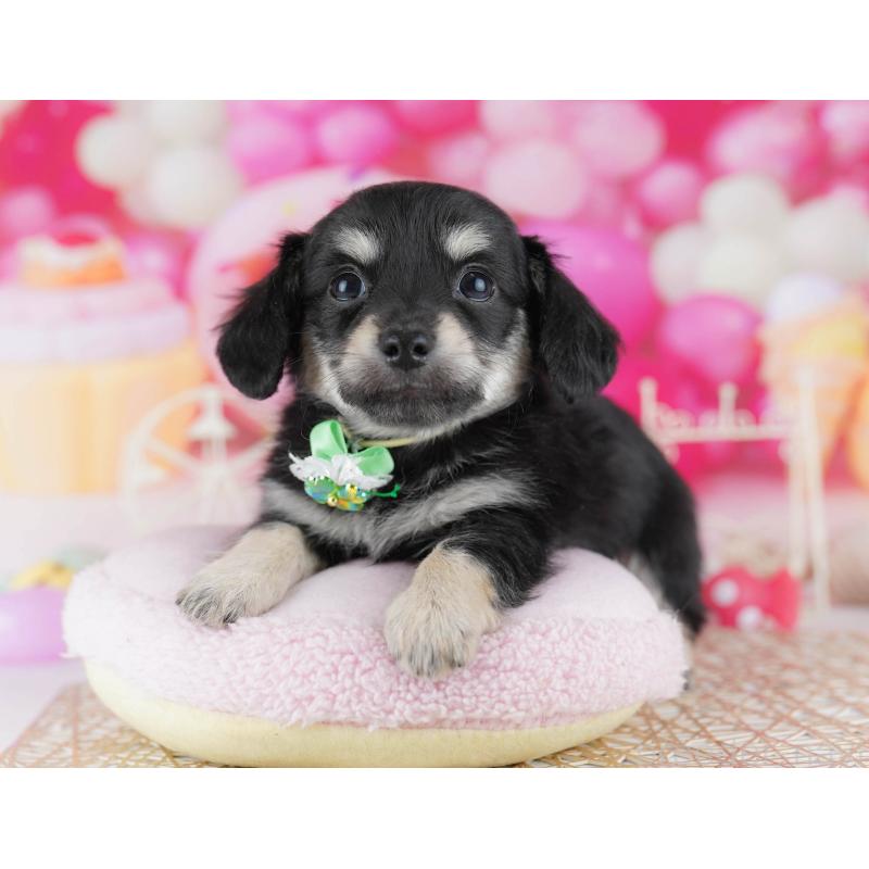 販売中の千葉県のチワックス:チワワ×ミニチュアダックスフンド-441208の8枚目