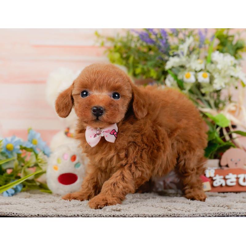 販売中の神奈川県のトイプードル-441135の10枚目