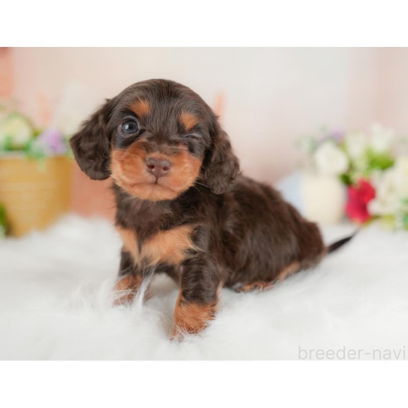 販売中の群馬県のミニチュアダックスフンド(ロングヘアード)-441112の5枚目