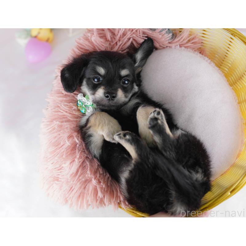 販売中の千葉県のチワックス:チワワ×ミニチュアダックスフンド-441208の7枚目