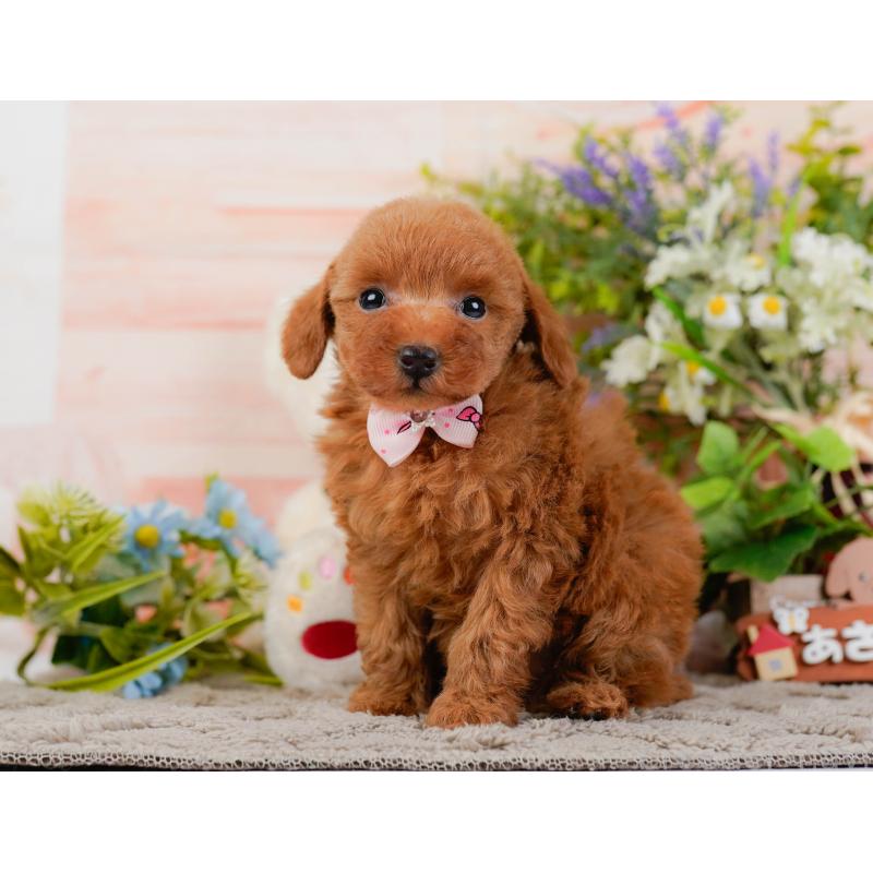 販売中の神奈川県のトイプードル-441135の9枚目