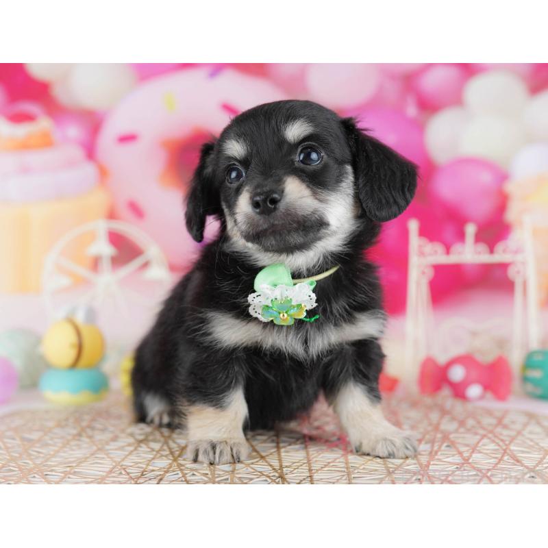 販売中の千葉県のチワックス:チワワ×ミニチュアダックスフンド-441208の6枚目