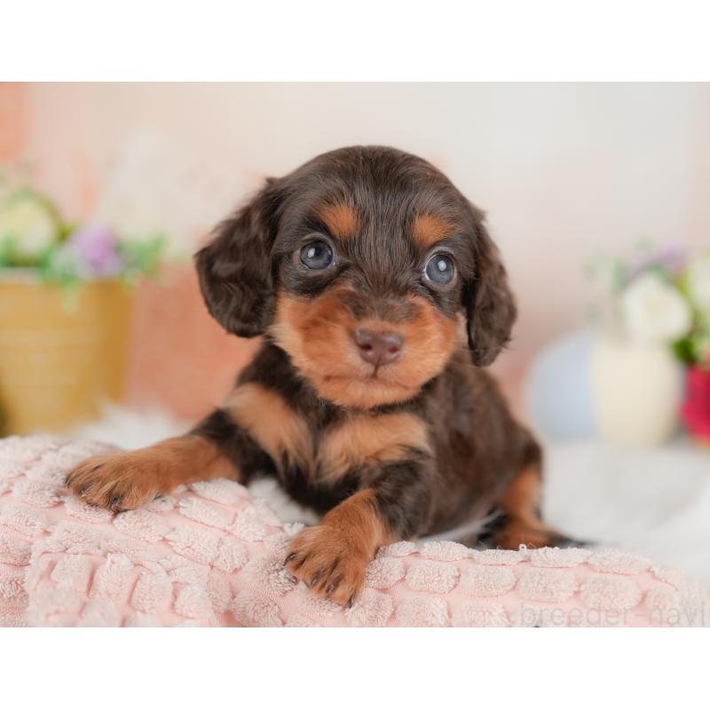 販売中の群馬県のミニチュアダックスフンド(ロングヘアード)-441112の3枚目