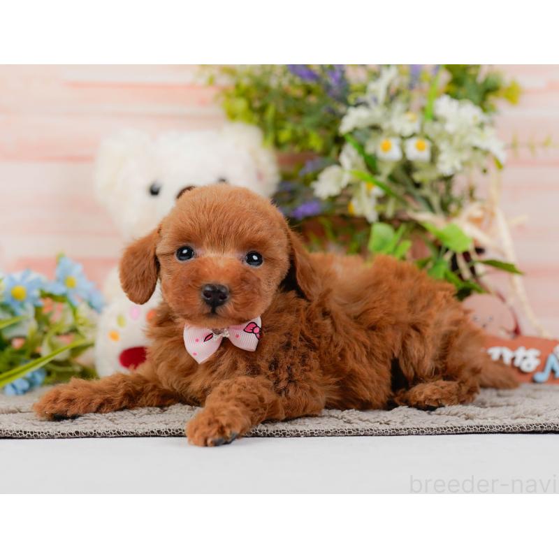 販売中の神奈川県のトイプードル-441135の8枚目