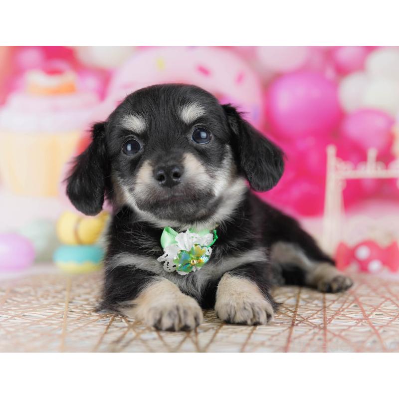 販売中の千葉県のチワックス:チワワ×ミニチュアダックスフンド-441208の4枚目