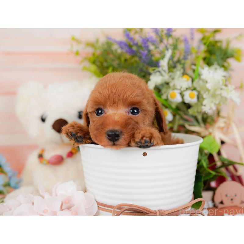 販売中の神奈川県のトイプードル-441135の7枚目